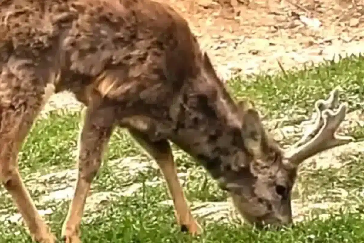 corzo increíble capacidad supervivencia