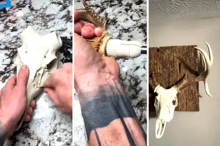 craneo ciervo impreso en 3D