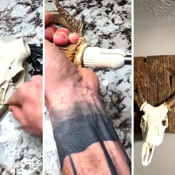 craneo ciervo impreso en 3D