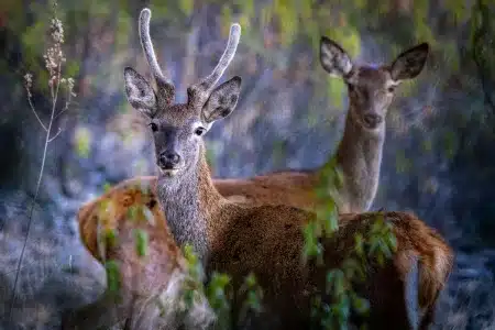 Un ciervo macho de Cáceres desarrollando su nueva cuerna.
