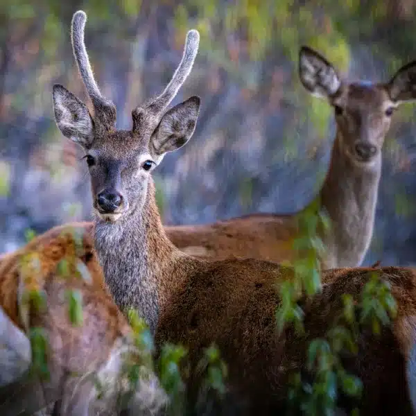 Un ciervo macho de Cáceres desarrollando su nueva cuerna.