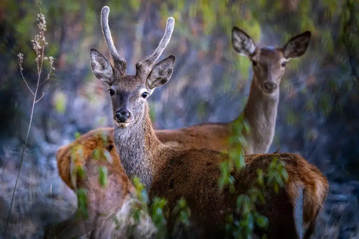 Un ciervo macho de Cáceres desarrollando su nueva cuerna.