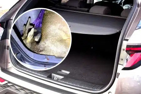 detalle maletero coche caso furtivismo corzos Salamanca