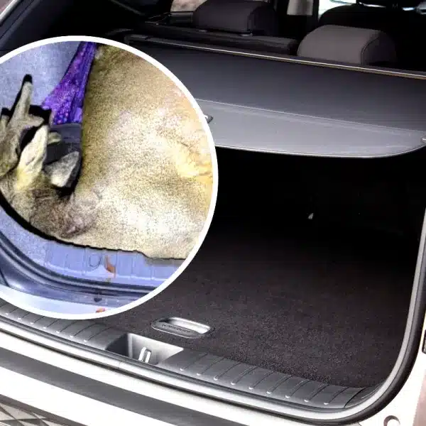 detalle maletero coche caso furtivismo corzos Salamanca