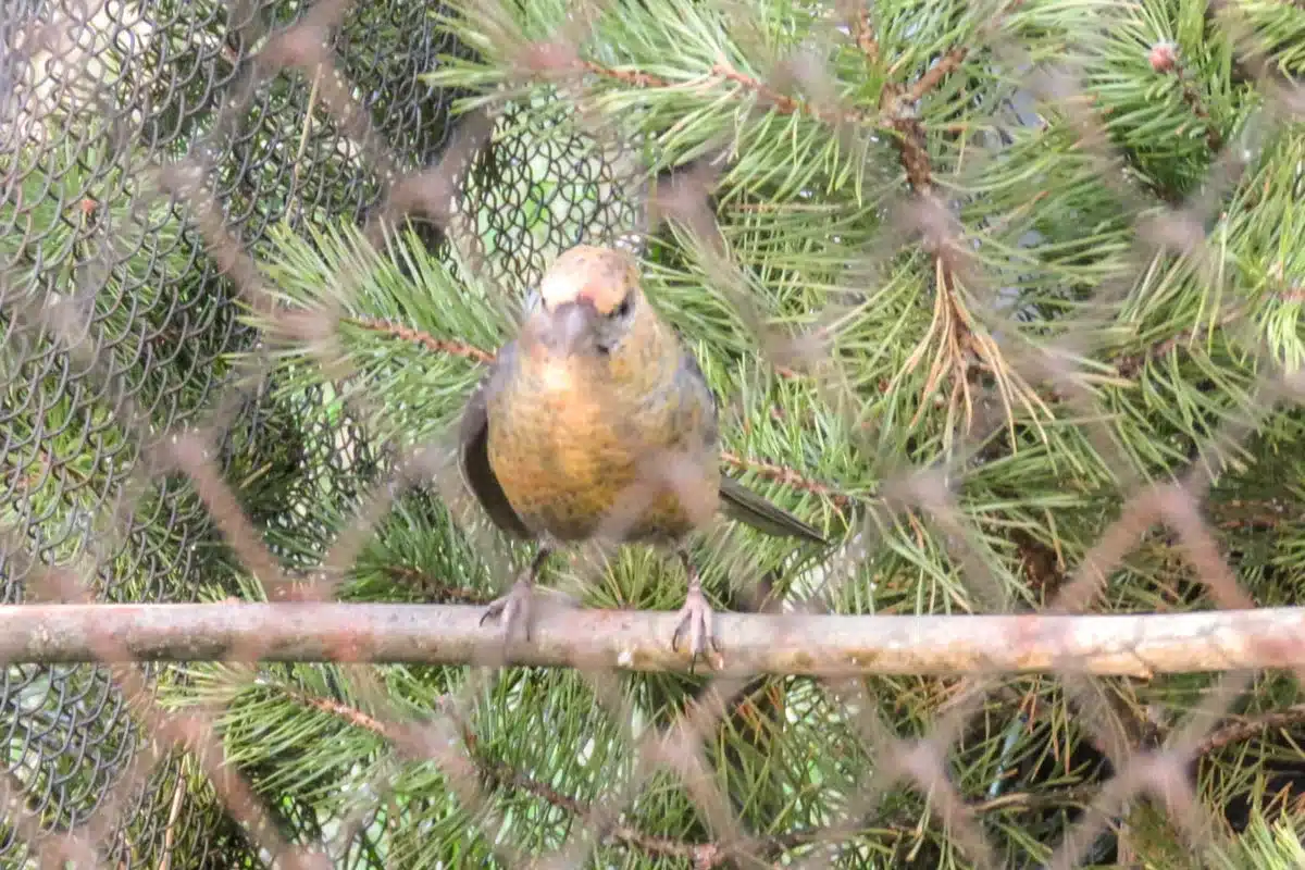 Piquituerto común empleado como reclamo en una estación ornitológica durante el estudio.