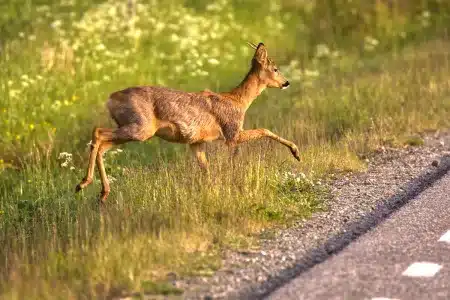 fallece motorista corzo carretera