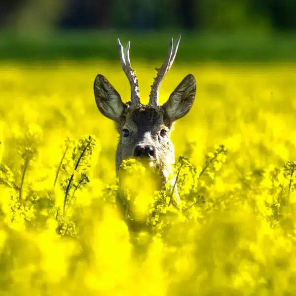 Fechas caza corzo 2026