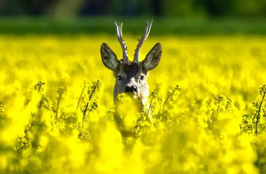 Fechas caza corzo 2026