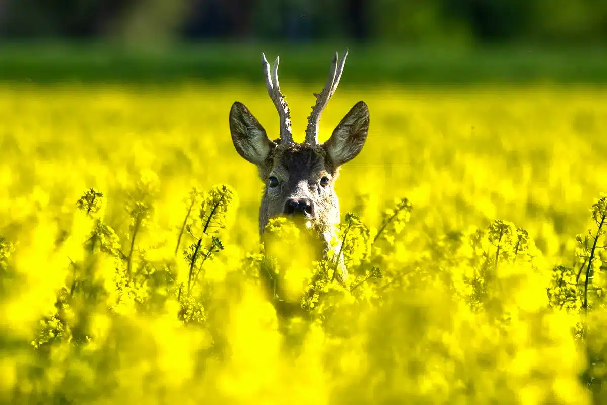 Fechas caza corzo 2026