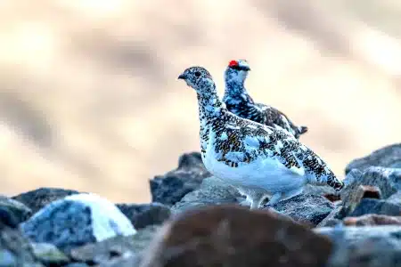 Francia prohíbe caza perdiz nival