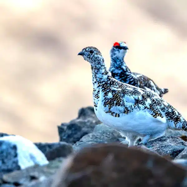 Francia prohíbe caza perdiz nival