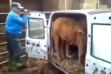 Un ganadero español demuestra por qué la C15 es uno de los mejores coches para el campo: mete tres becerros en su parte trasera