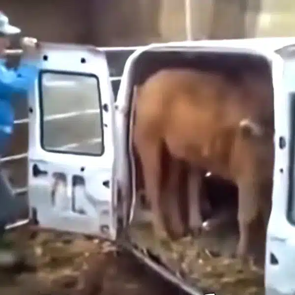 Un ganadero español demuestra por qué la C15 es uno de los mejores coches para el campo: mete tres becerros en su parte trasera