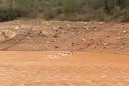 graban treintena jabalíes nadando pantano