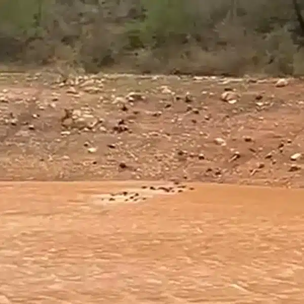 graban treintena jabalíes nadando pantano