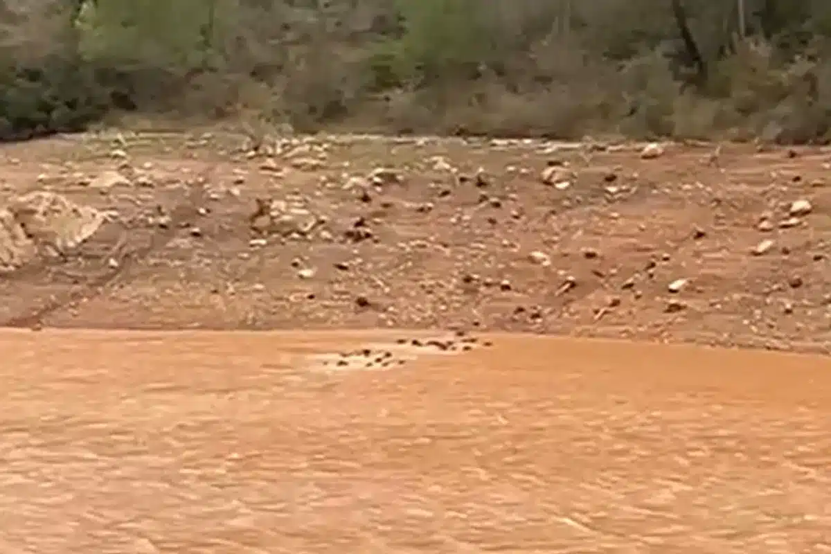 graban treintena jabalíes nadando pantano