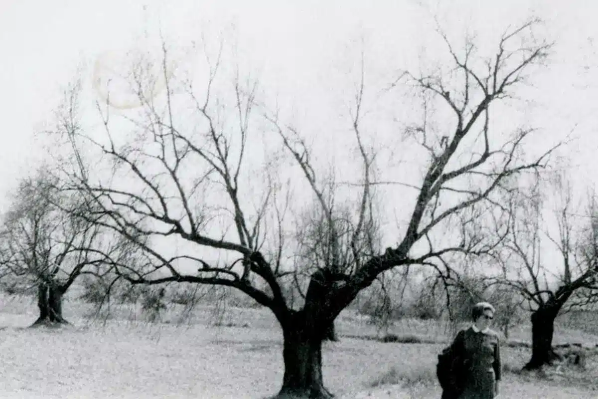 helada histórica 1956