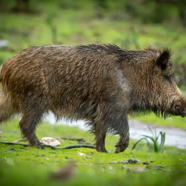 Jabalí.