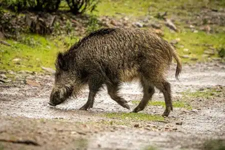 Un jabalí cruza un camino.