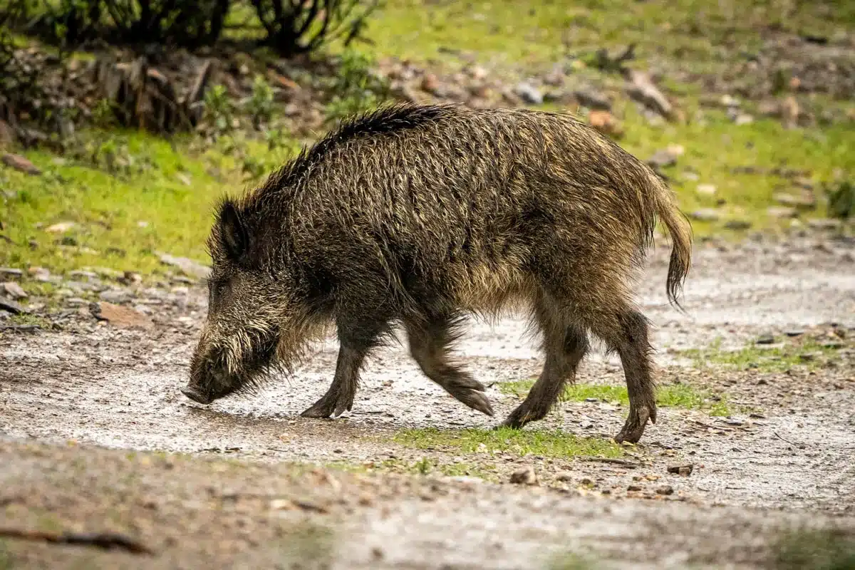 Un jabalí cruza un camino.