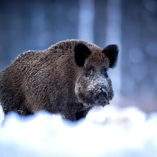 jabalí peste porcina africana