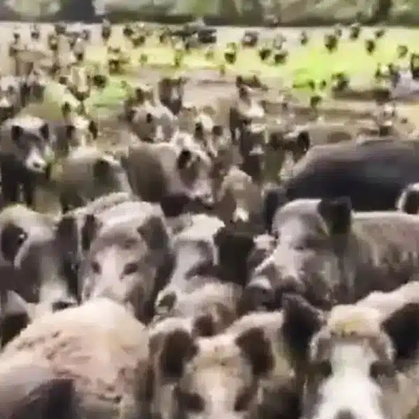 Un ejército de jabalíes hambrientos rodea un 4×4