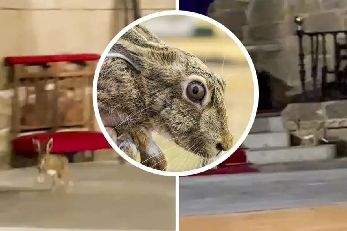 liebre iglesia Semana Santa