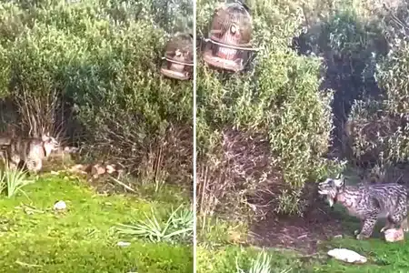 lince ibérico acecha perdiz reclamo