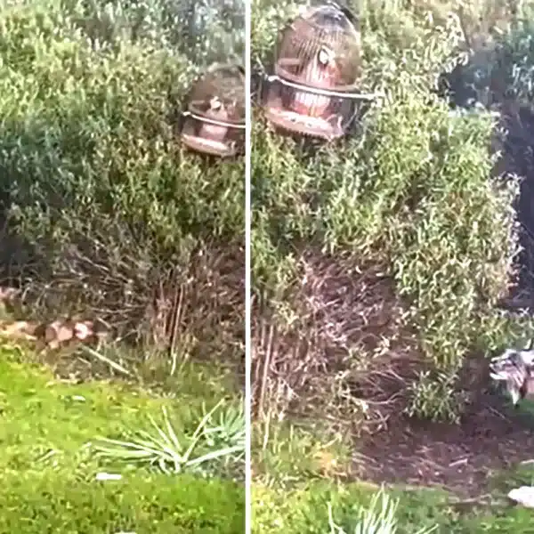 lince ibérico acecha perdiz reclamo