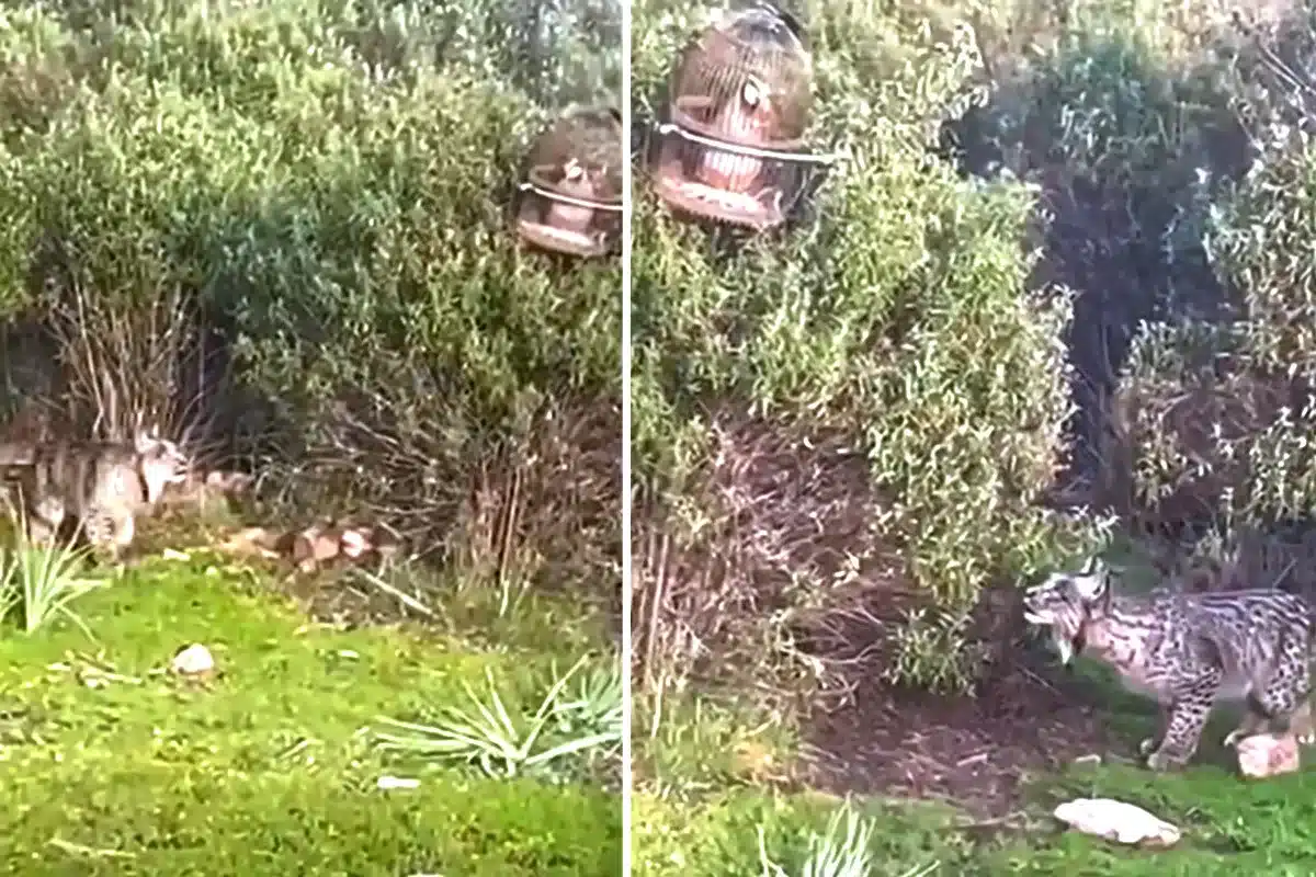lince ibérico acecha perdiz reclamo