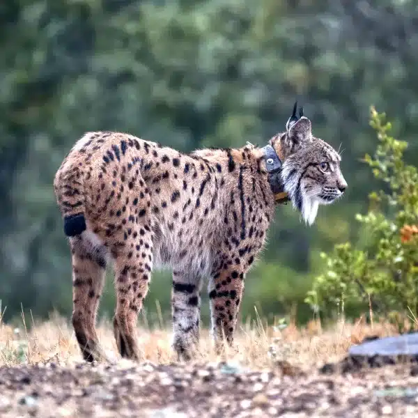 lince ibérico collar