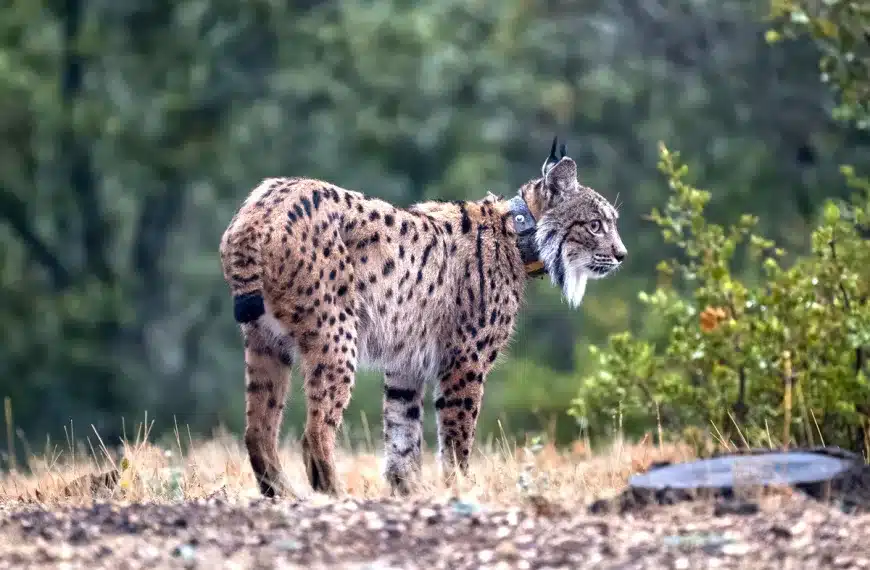 lince ibérico collar