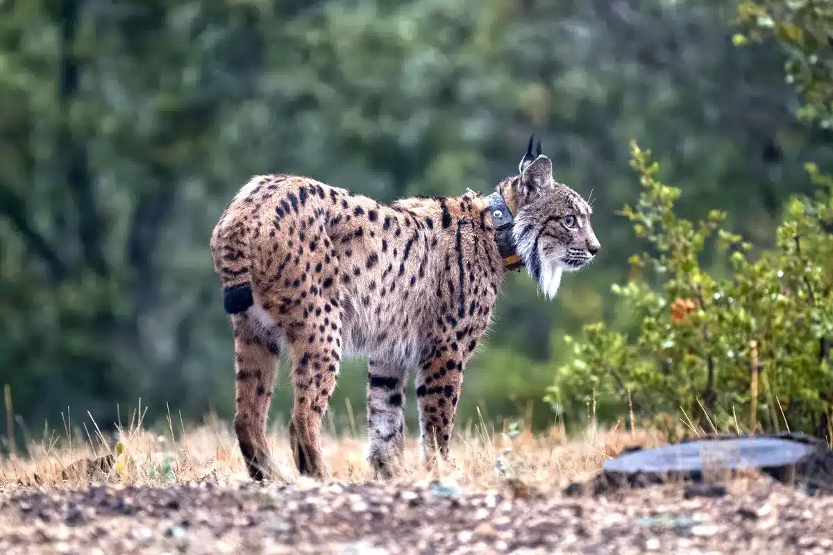 lince ibérico collar