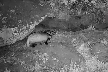 lince se enfrenta a un tejón