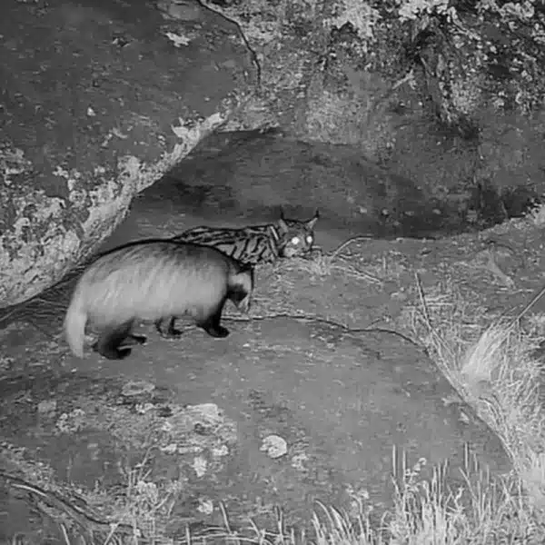 lince se enfrenta a un tejón