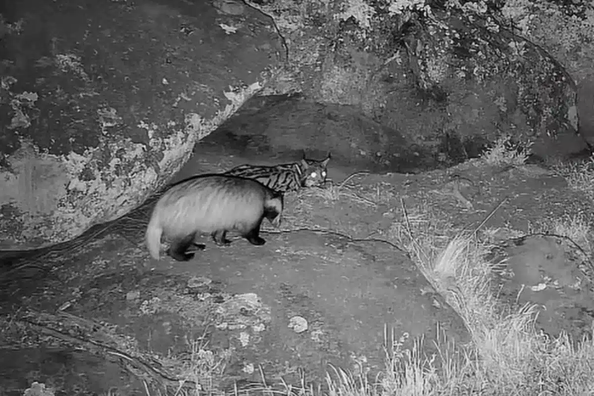 lince se enfrenta a un tejón