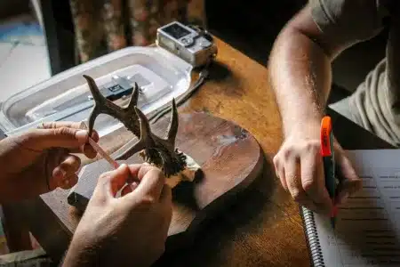 Midiendo un trofeo de corzo durante el estudio.