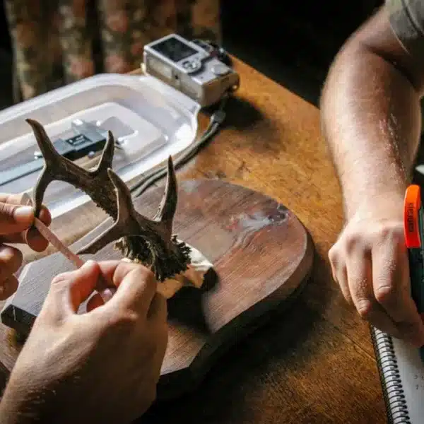 Midiendo un trofeo de corzo durante el estudio.