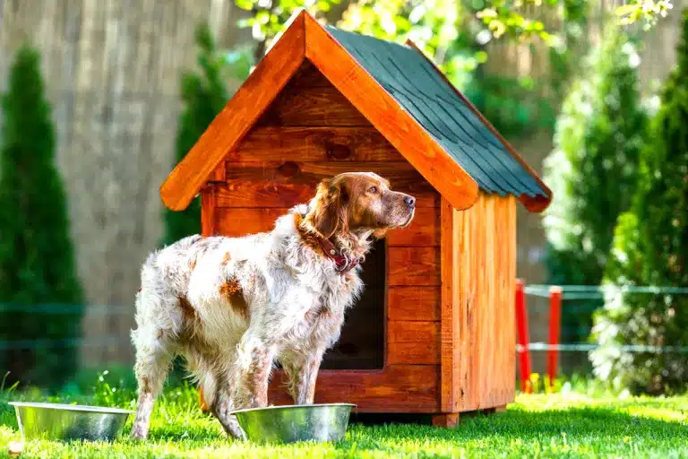 multa tener perro o gato patio 50.000 euros