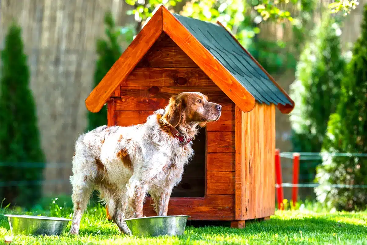 multa tener perro o gato patio 50.000 euros