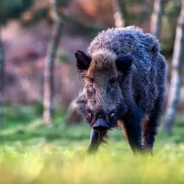 Orden vedas caza Galicia 2026-2027 novedades jabalí