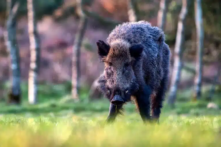 Orden vedas caza Galicia 2026-2027 novedades jabalí