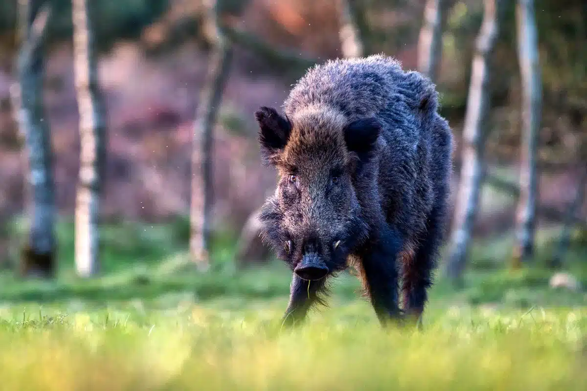 Orden vedas caza Galicia 2026-2027 novedades jabalí