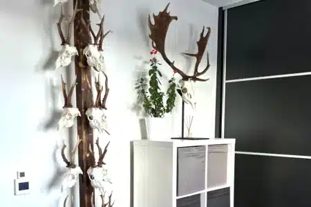 original forma conservar trofeos corzo