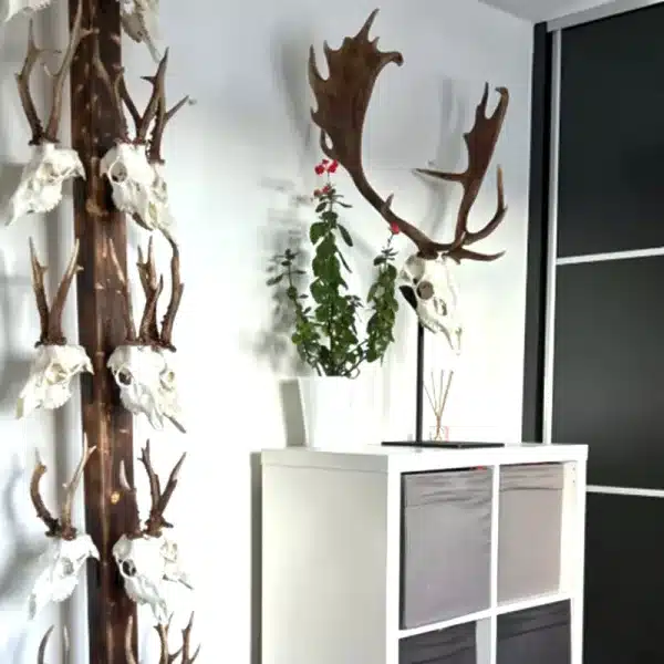 original forma conservar trofeos corzo