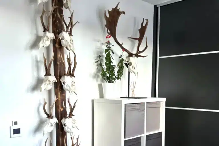 original forma conservar trofeos corzo