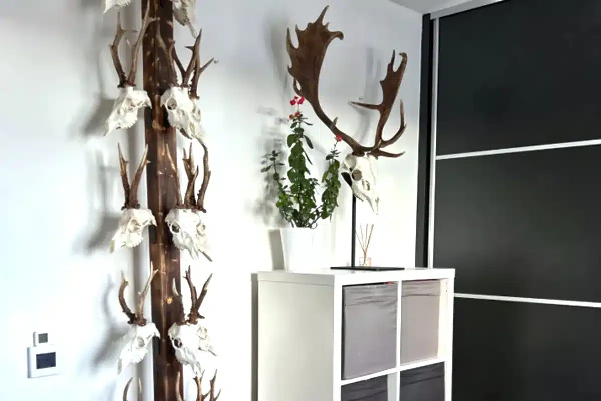 original forma conservar trofeos corzo