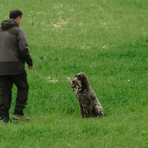 Así ha sido la primera gran prueba de 2026 del perdiguero de Burgos en Albacete