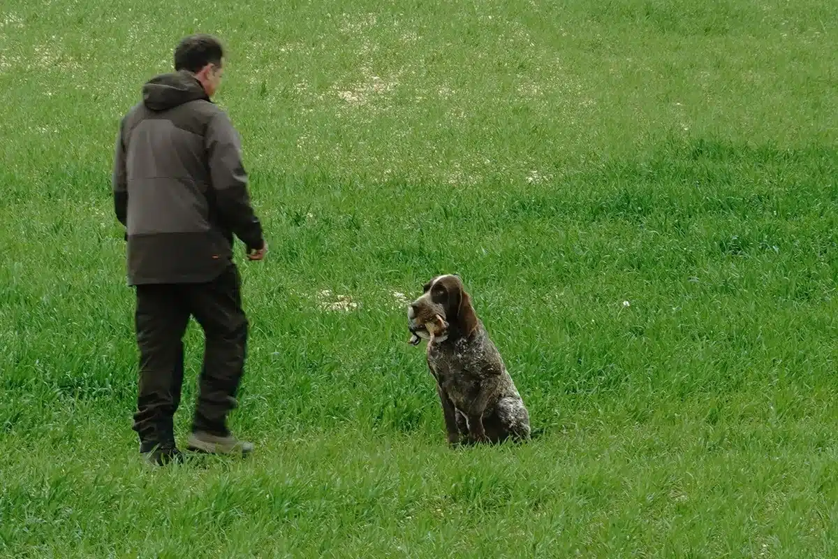Así ha sido la primera gran prueba de 2026 del perdiguero de Burgos en Albacete