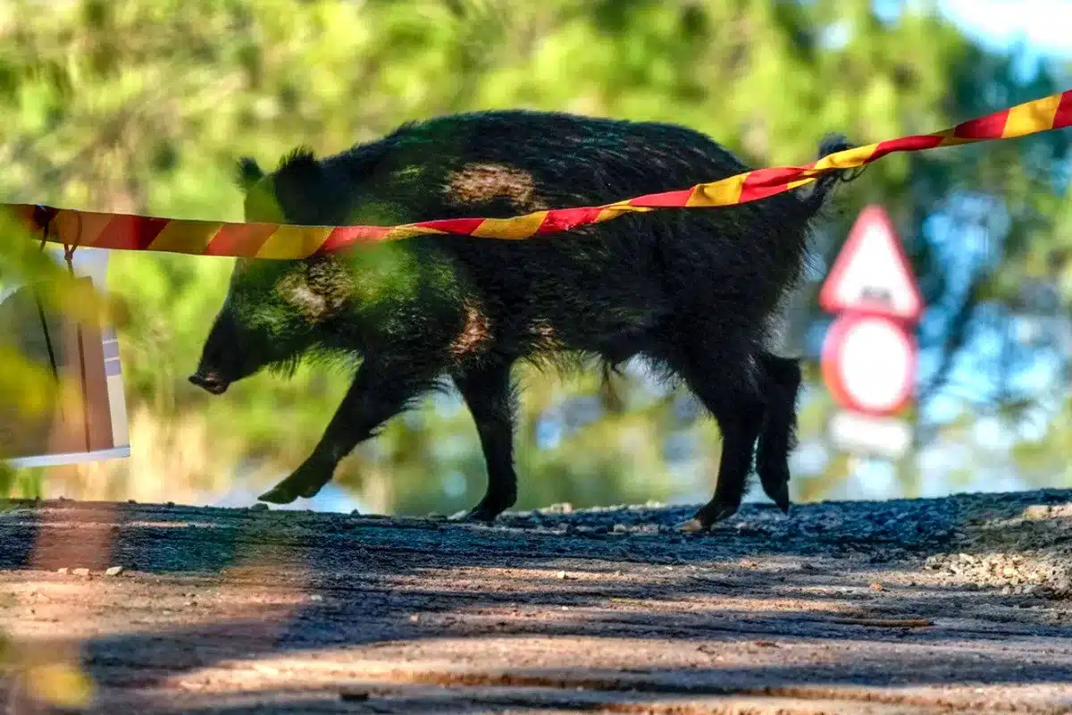 peste porcina Barcelona